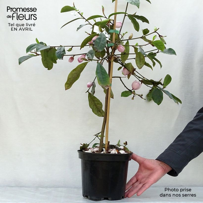Exemplaar van Magnolia Fairy Blush - Bananenstruik Pot van 4 l/5 l zoals geleverd in de lente