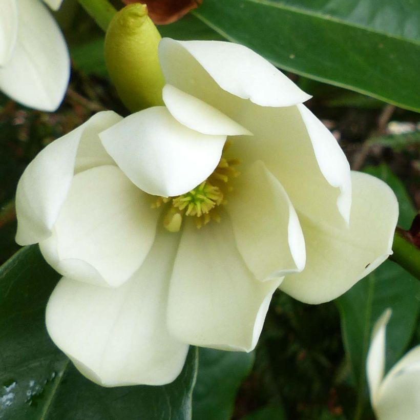 Magnolia Fairy Cream - Beverboom (Bloei)