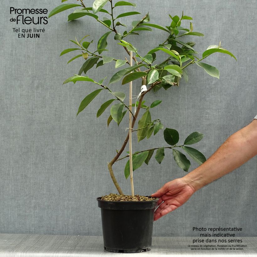 Exemplaar van Magnolia doltsopa Fairy White - Bananenstruik Pot van 4 l/5 l zoals geleverd in de zomer
