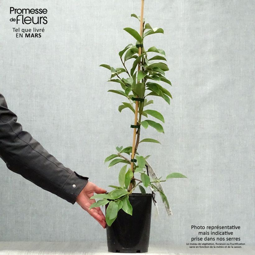 Exemplaar van Magnolia doltsopa Fairy White - Bananenstruik Pot van 4 l/5 l zoals geleverd in de lente