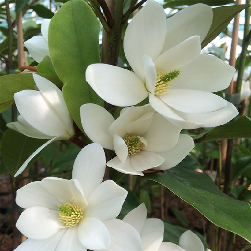 Magnolia doltsopa Fairy White - Bananenstruik (Bloei)