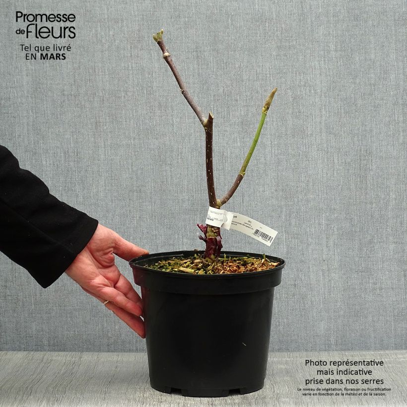 Exemplaar van Magnolia Felix Jury - Beverboom Pot van 4 l/5 l zoals geleverd in de lente