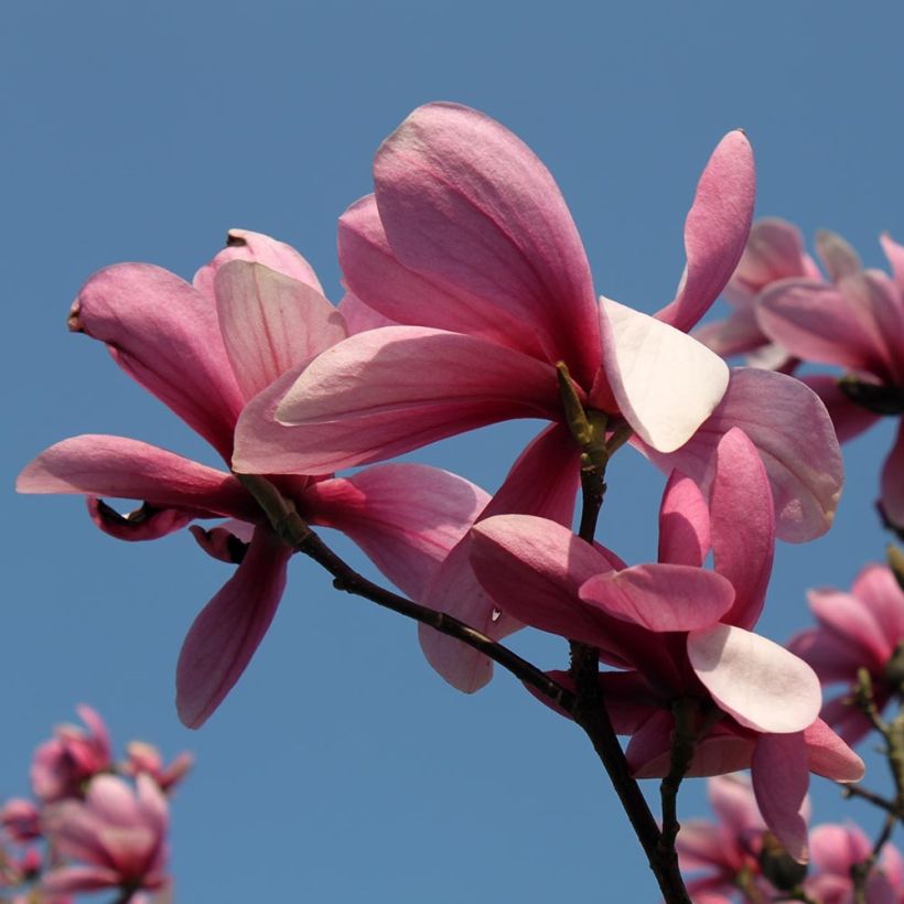 Magnolia Galaxy - Beverboom (Bloei)