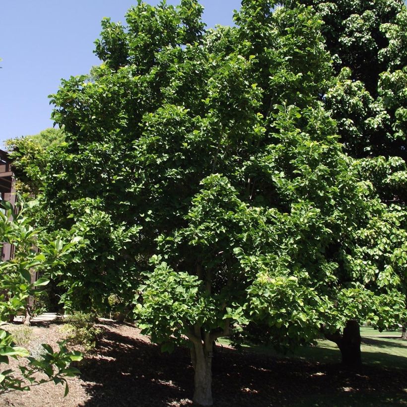 Magnolia Galaxy - Beverboom (Groeiplaats)