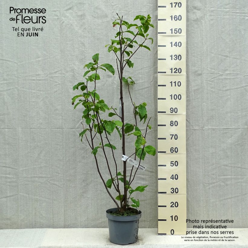 Exemplaar van Magnolia Galaxy - Beverboom Pot van 4 l/5 l zoals geleverd in de lente