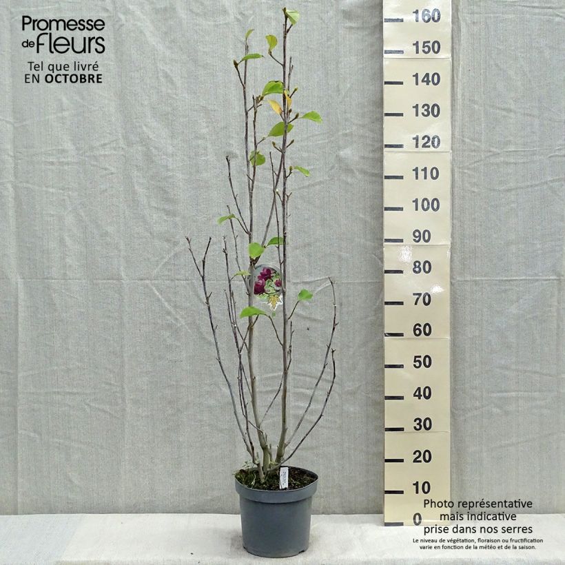 Exemplaar van Magnolia Genie - Beverboom Pot van 4 l/5 l zoals geleverd in de herfst