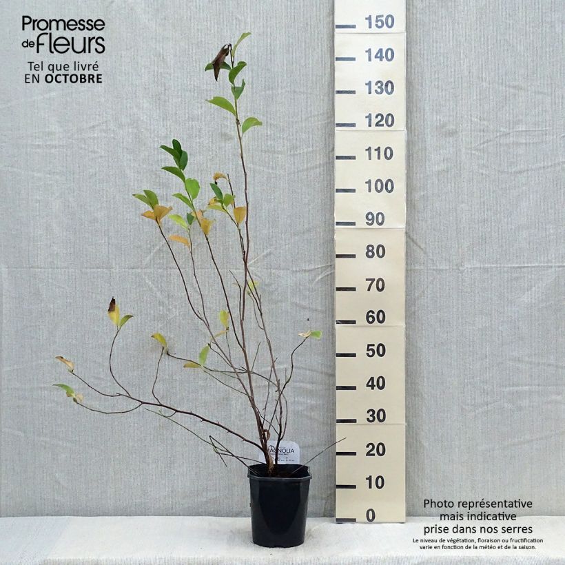 Exemplaar van Magnolia George Henry Kern - Beverboom Pot van 3 l/4 l zoals geleverd in de herfst