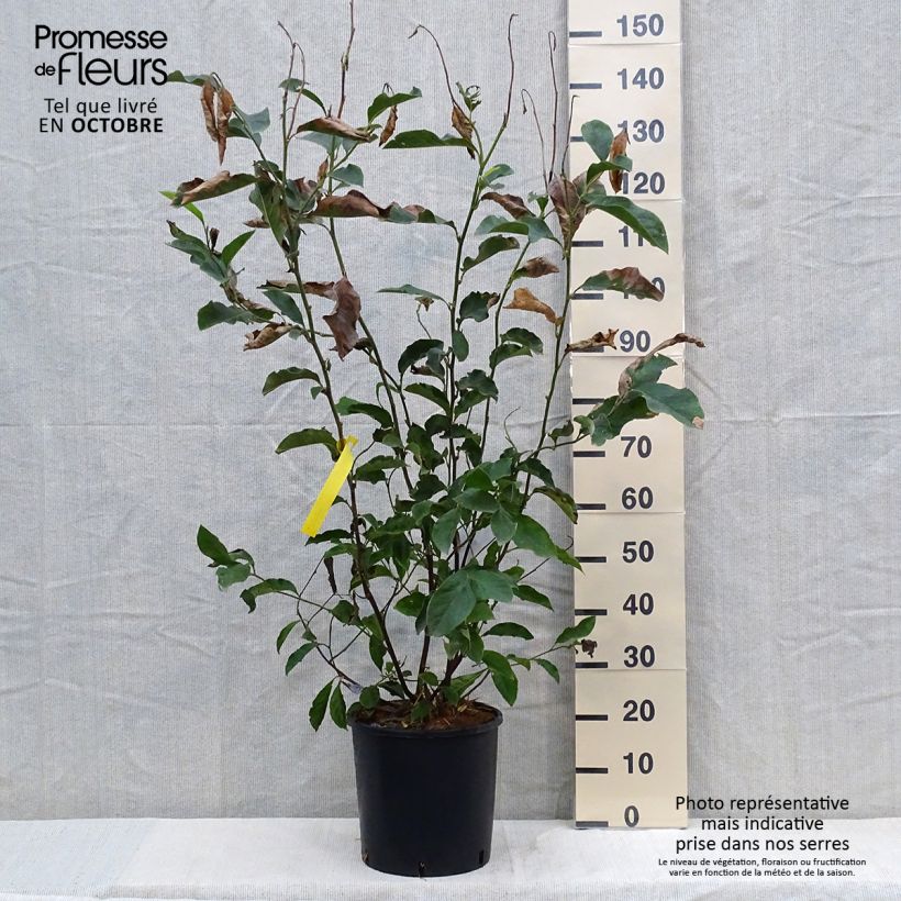 Exemplaar van Magnolia George Henry Kern - Beverboom Pot van 7,5 l/10 l zoals geleverd in de herfst