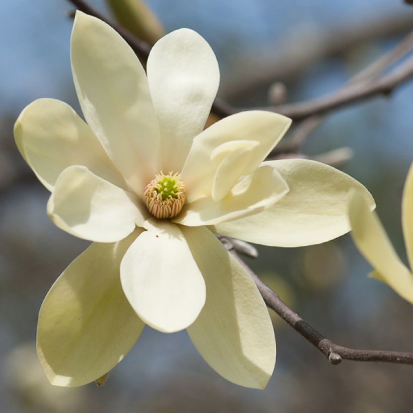 Magnolia stellata Gold Star - Stermagnolia (Bloei)