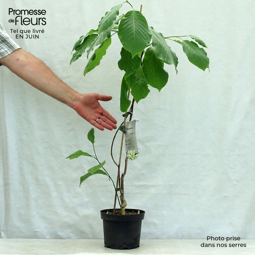 Exemplaar van Magnolia stellata Gold Star - Stermagnolia Pot van 2 l/3 l zoals geleverd in de zomer