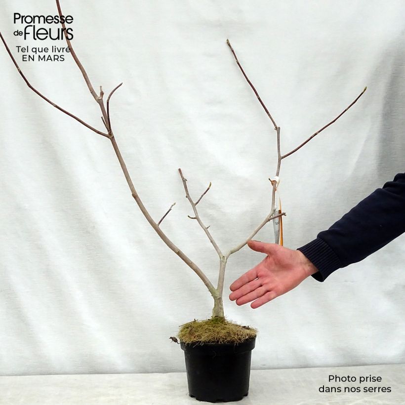 Exemplaar van Magnolia stellata Gold Star - Stermagnolia Pot van 2 l/3 l zoals geleverd in de lente