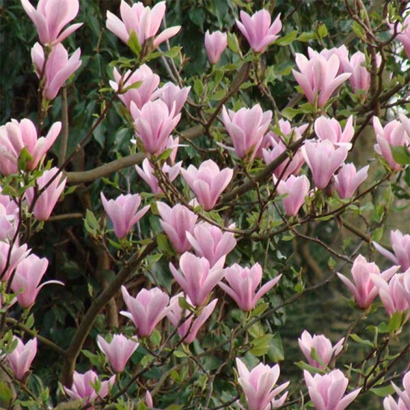 Magnolia Heaven Scent - Beverboom (Flowering)