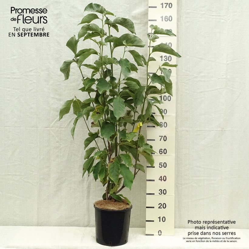 Exemplaar van Magnolia Heaven Scent - Beverboom Pot van 12 l/15 l zoals geleverd in de herfst