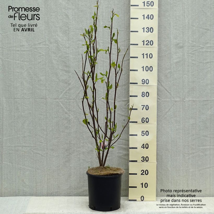 Example of Magnolia Heaven Scent - Beverboom Pot van 12 l/15 l as you get in printemps