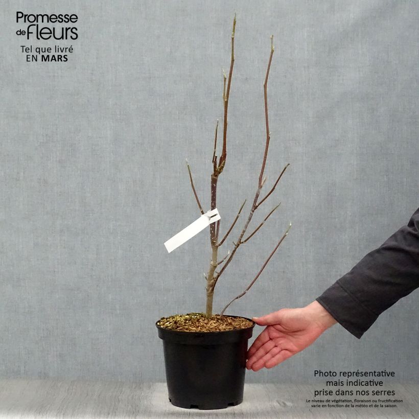 Example of Magnolia Heaven Scent - Beverboom Pot van 4 l/5 l as you get in printemps