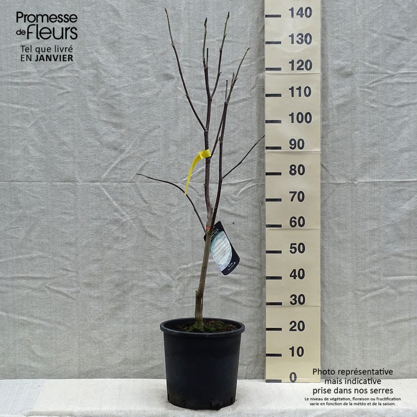 Exemplaar van Magnolia Honey Tulip - Beverboom Pot van 12 l/15 l zoals geleverd in de winter