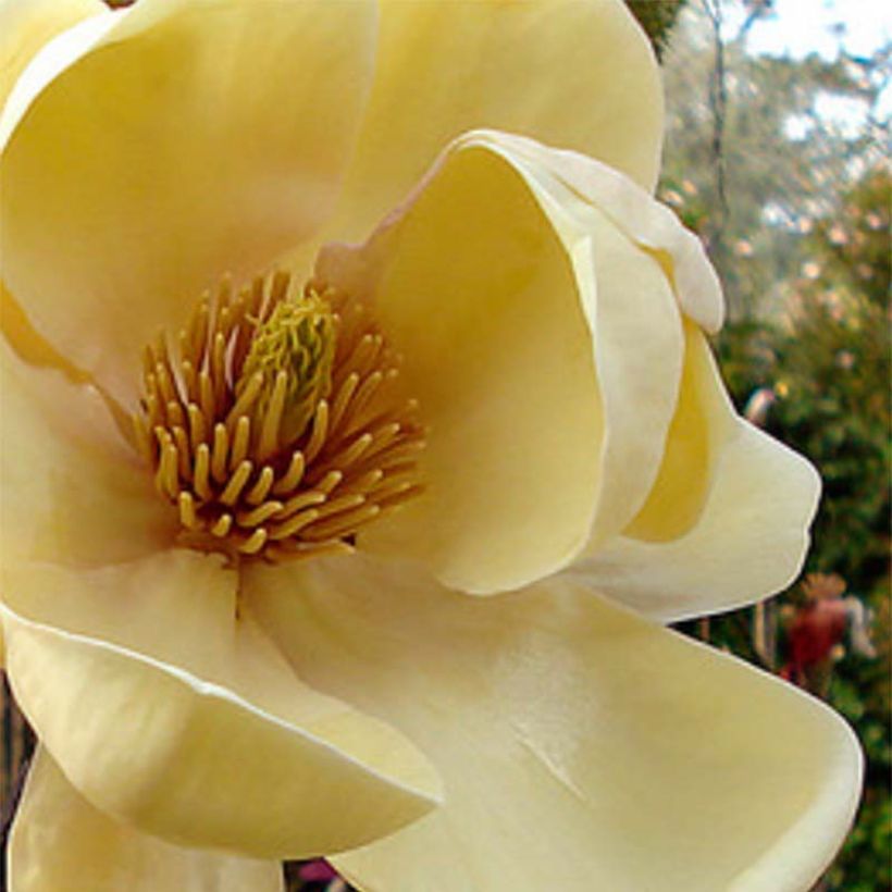 Magnolia Honey Tulip - Beverboom (Bloei)
