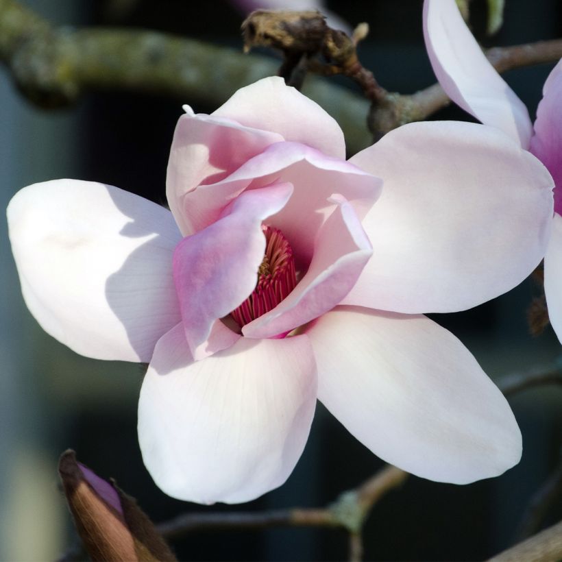 Magnolia Iolanthe - Beverboom (Bloei)