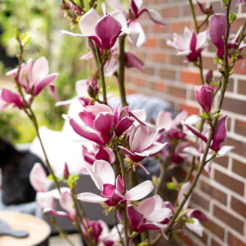 Magnolia Longblomma - Beverboom (Bloei)