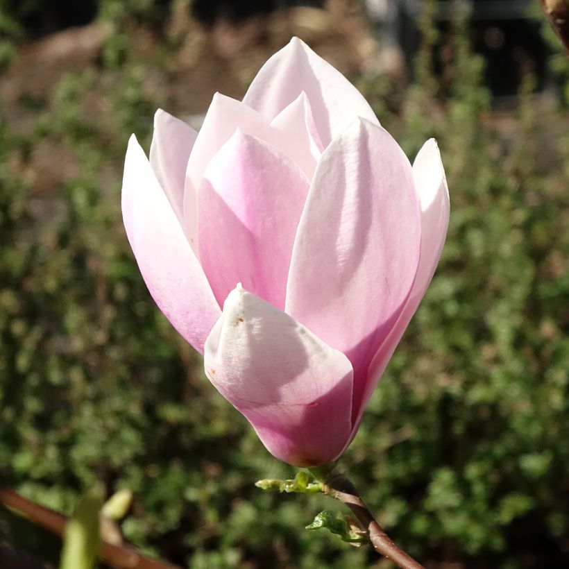 Magnolia Andre Leroy - Gewone magnolia (Bloei)