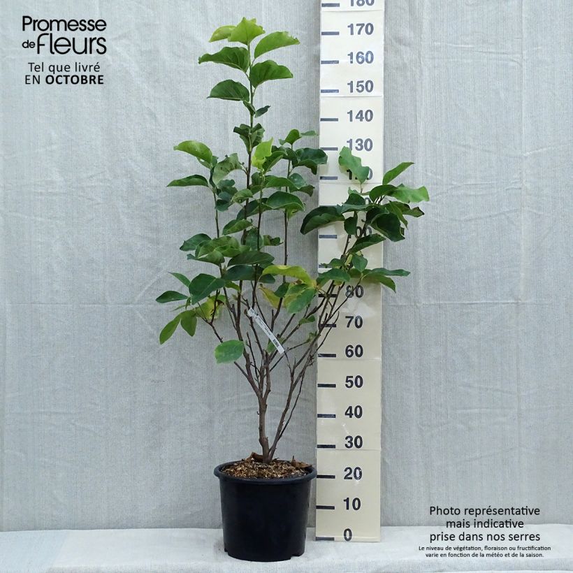 Exemplaar van Magnolia Andre Leroy - Gewone magnolia Pot van 7,5 l/10 l zoals geleverd in de herfst