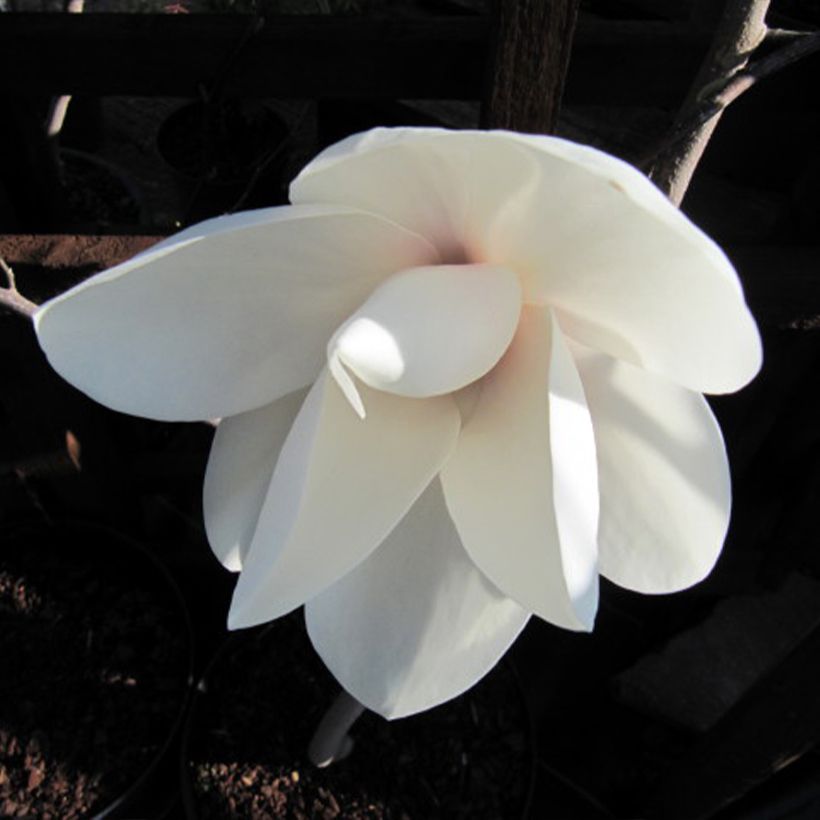 Magnolia Manchu Fan - Beverboom (Bloei)