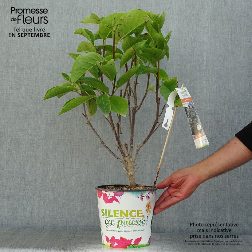 Exemplaar van Magnolia Manchu Fan - Beverboom Pot van 4 l/5 l zoals geleverd in de zomer