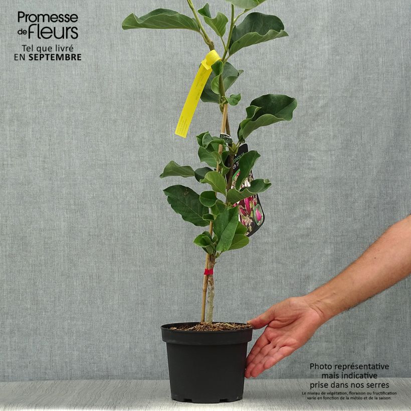 Exemplaar van Magnolia March Till Frost - Beverboom Pot van 2 l/3 l zoals geleverd in de herfst