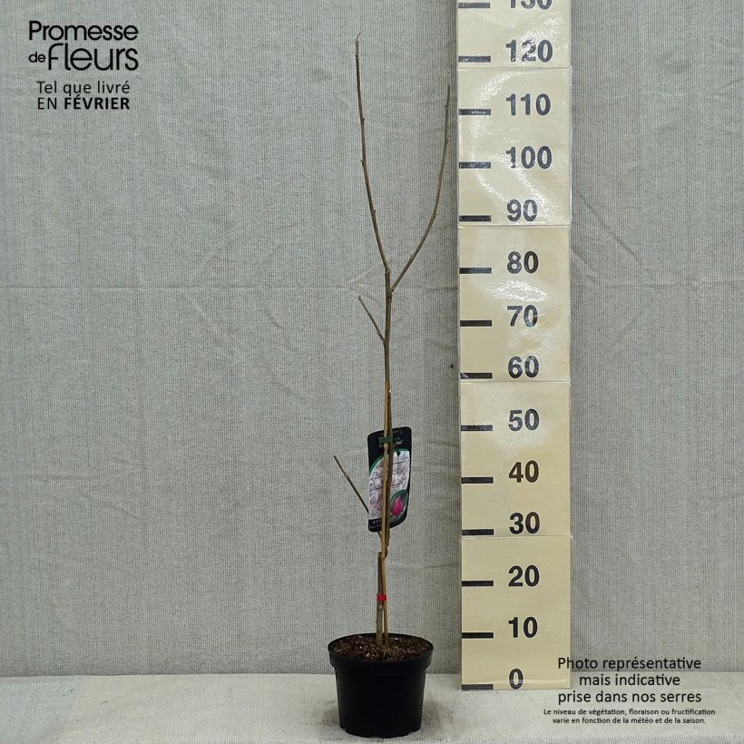 Exemplaar van Magnolia March Till Frost - Beverboom Pot van 2 l/3 l zoals geleverd in de winter