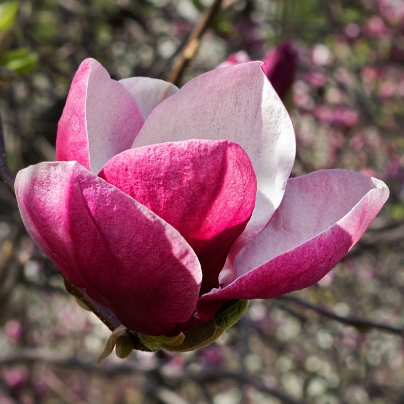 Magnolia March Till Frost - Beverboom (Bloei)