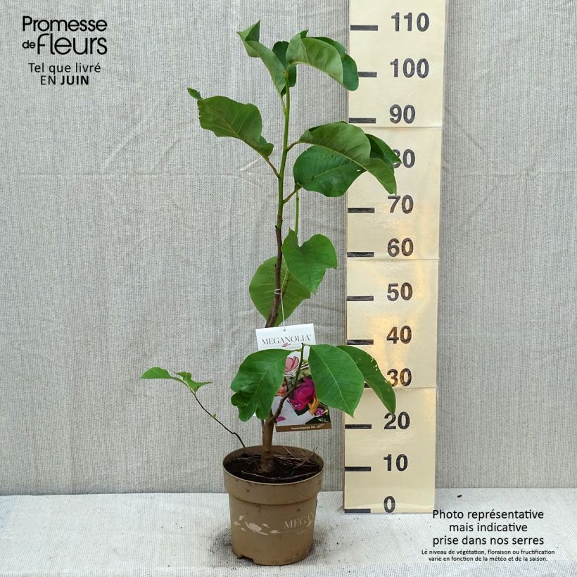 Exemplaar van Magnolia Meganolia - Gewone magnolia Pot van 4 l/5 l zoals geleverd in de zomer