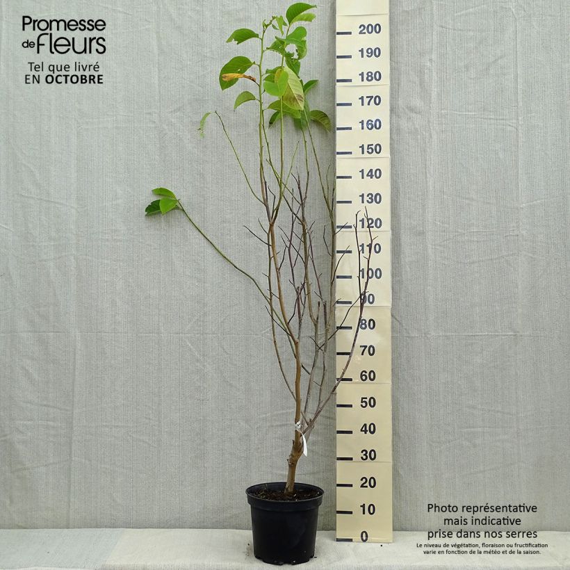Exemplaar van Magnolia Star Wars - Beverboom Pot van 7,5 l/10 l zoals geleverd in de herfst