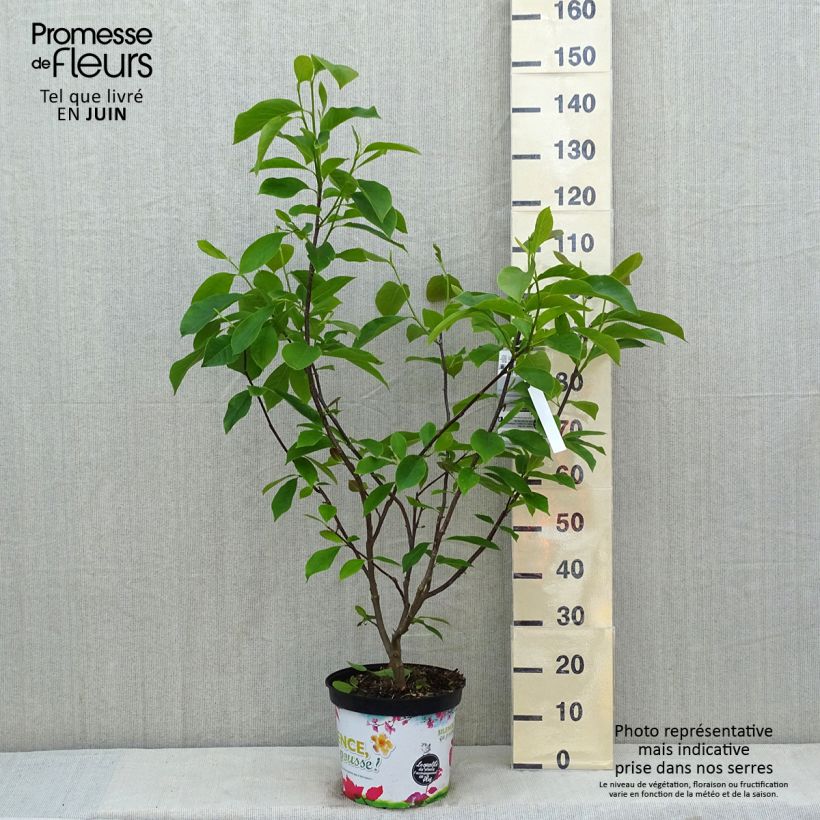 Exemplaar van Magnolia Star Wars - Beverboom Pot van 7,5 l/10 l zoals geleverd in de lente