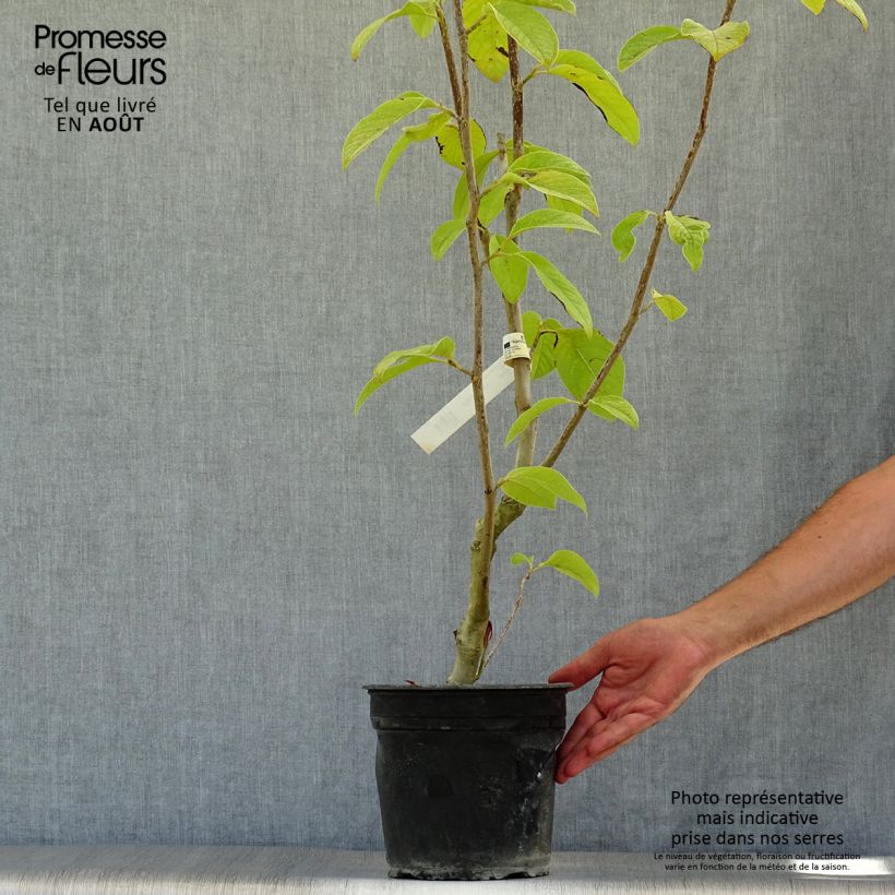 Exemplaar van Magnolia Star Wars - Beverboom Pot van 4 l/5 l zoals geleverd in de zomer