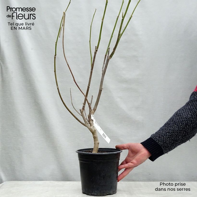 Exemplaar van Magnolia Star Wars - Beverboom Pot van 4 l/5 l zoals geleverd in de lente