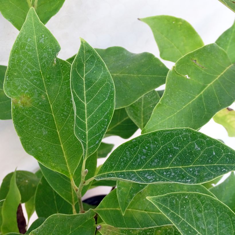 Magnolia Star Wars - Beverboom (Blad)