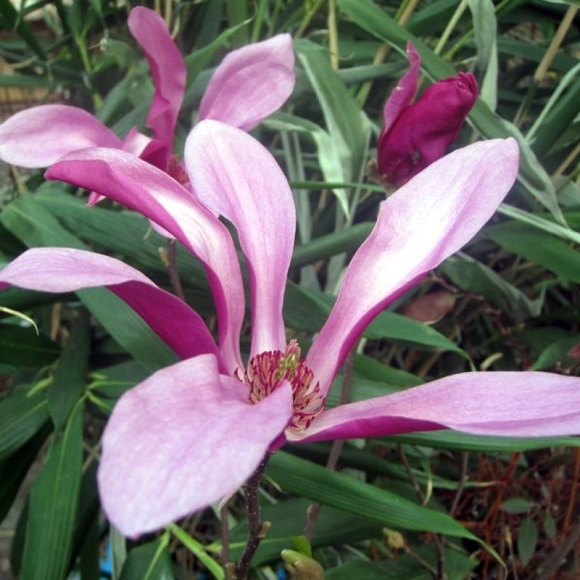 Magnolia Susan - Beverboom (Bloei)