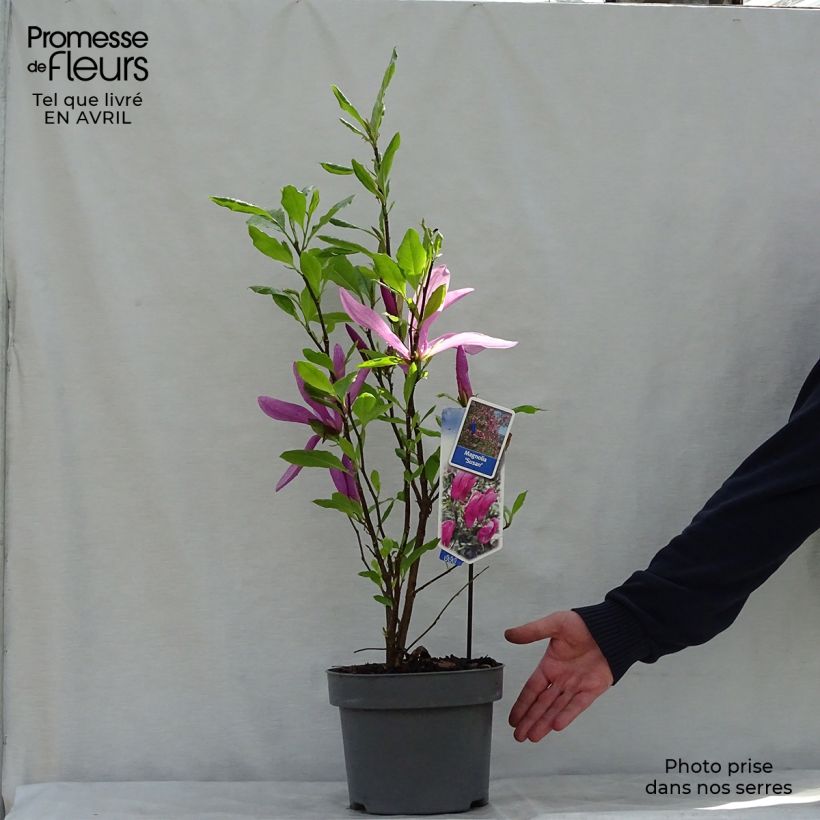Exemplaar van Magnolia Susan - Beverboom Pot van 3 l/4 l zoals geleverd in de lente