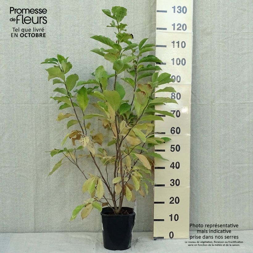 Exemplaar van Magnolia Susan - Beverboom Pot van 3 l/4 l zoals geleverd in de herfst