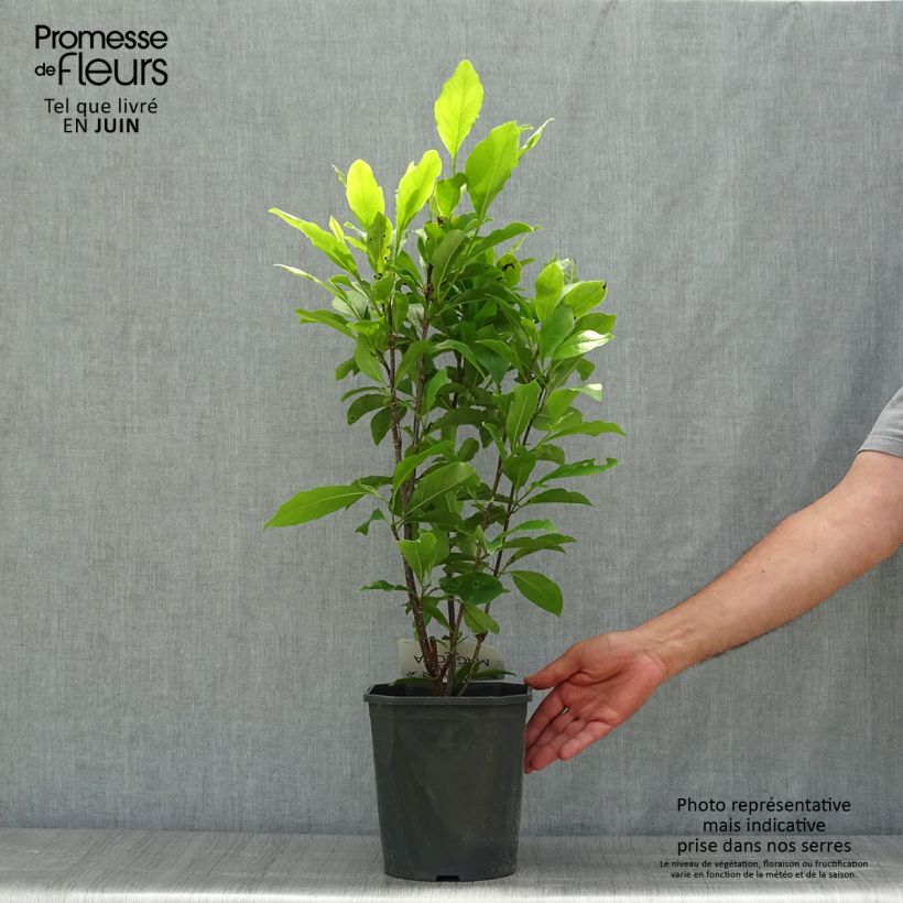 Exemplaar van Magnolia Susan - Beverboom Pot van 3 l/4 l zoals geleverd in de zomer