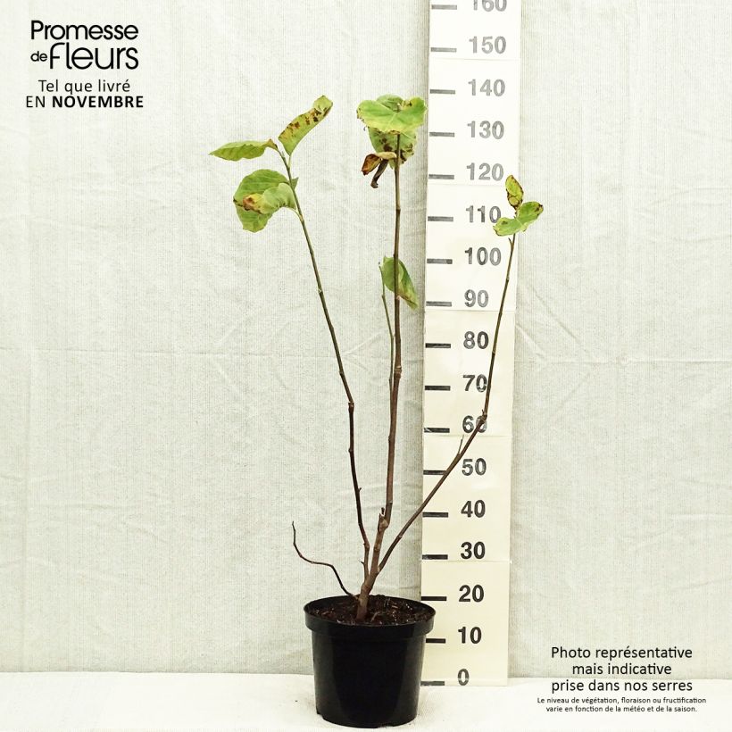 Exemplaar van Magnolia Yellow Lantern - Beverboom Pot van 6 l/7 l zoals geleverd in de herfst