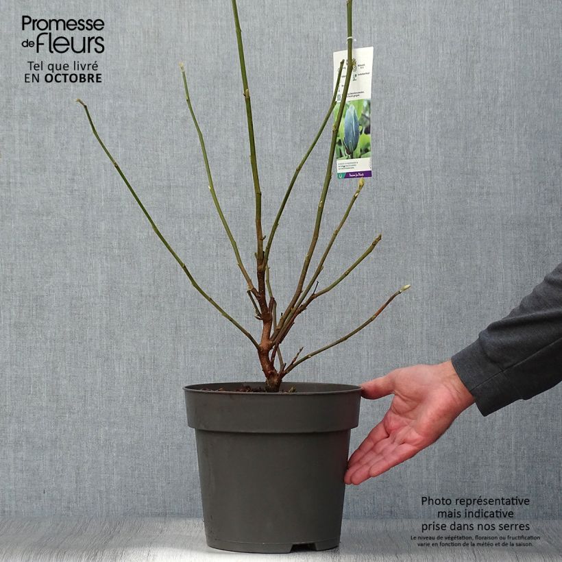 Exemplaar van Magnolia acuminata Blue Baby - Beverboom Pot van 6 l/7 l zoals geleverd in de herfst