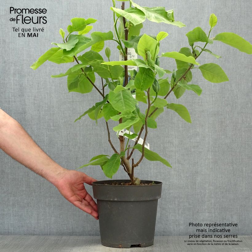 Exemplaar van Magnolia acuminata Blue Baby - Beverboom Pot van 6 l/7 l zoals geleverd in de lente