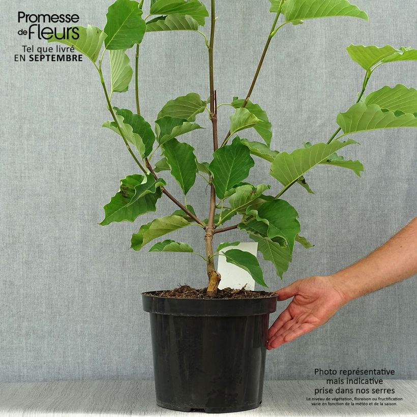 Exemplaar van Magnolia acuminata Blue Opal - Beverboom Pot van 7,5 l/10 l zoals geleverd in de herfst