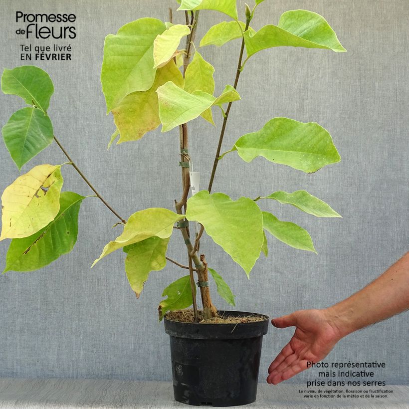 Exemplaar van Magnolia brooklynensis Eva Maria - Beverboom Pot van 4 l/5 l zoals geleverd in de herfst
