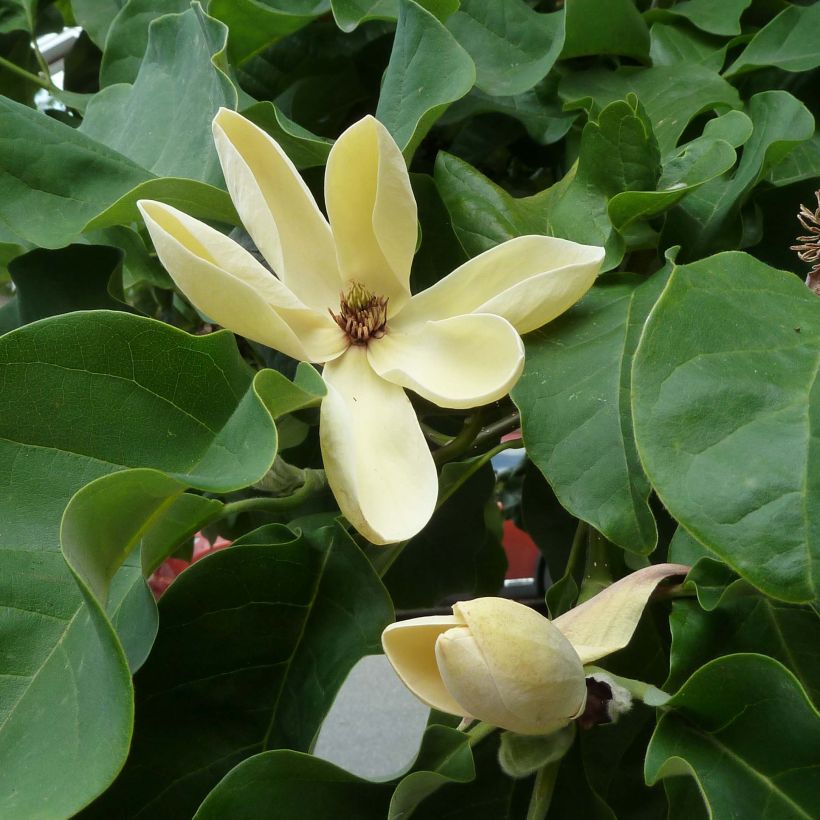 Magnolia brooklynensis Yellow Bird - Beverboom (Bloei)