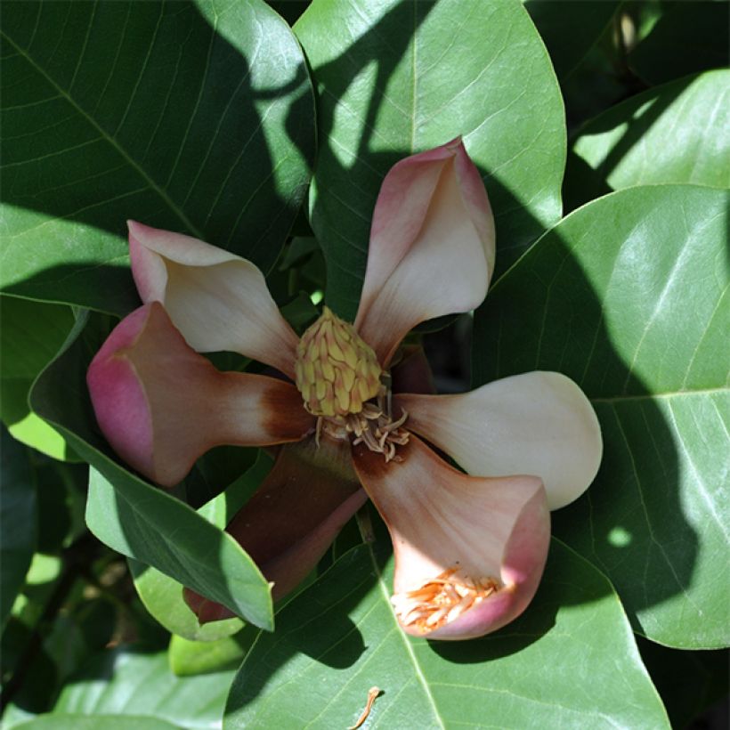 Magnolia delavayi - Beverboom (Bloei)