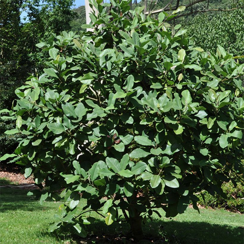 Magnolia delavayi - Beverboom (Groeiplaats)