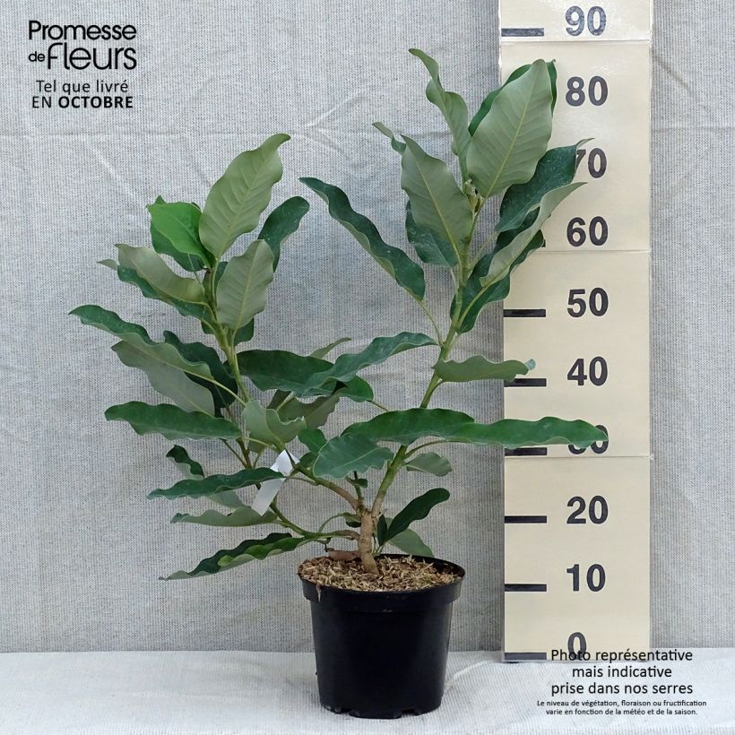Exemplaar van Magnolia delavayi - Beverboom Pot van 3 l/4 l zoals geleverd in de herfst