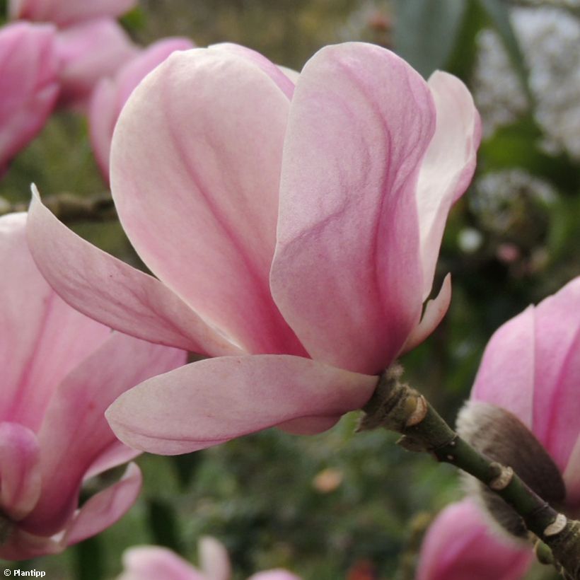 Magnolia denudata Festirose - Oosterse magnolia (Bloei)